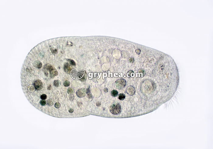 Stentor x40 - gryphea.com